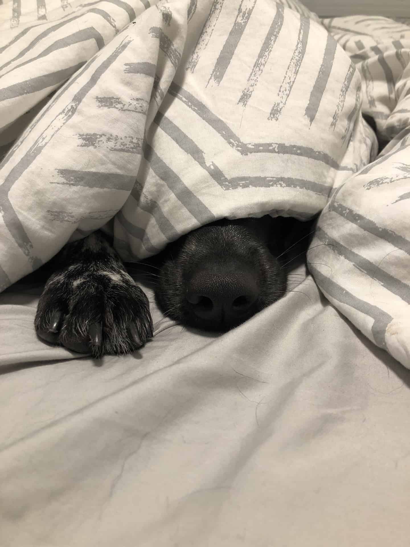 dog in bed