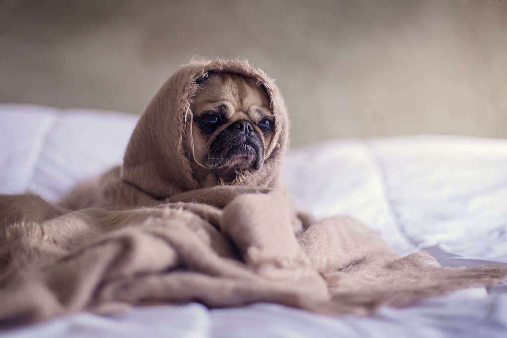 A cute pug covered in a blanket - feature image
