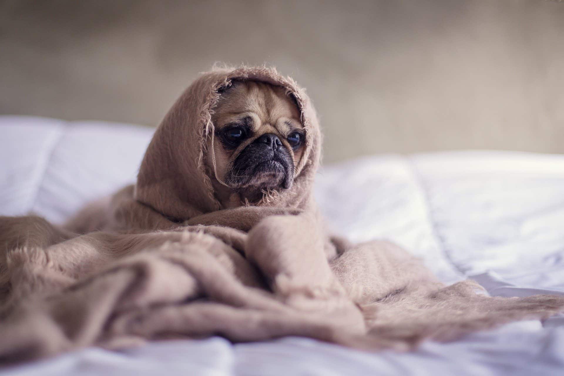 A cute pug covered in a blanket - feature image