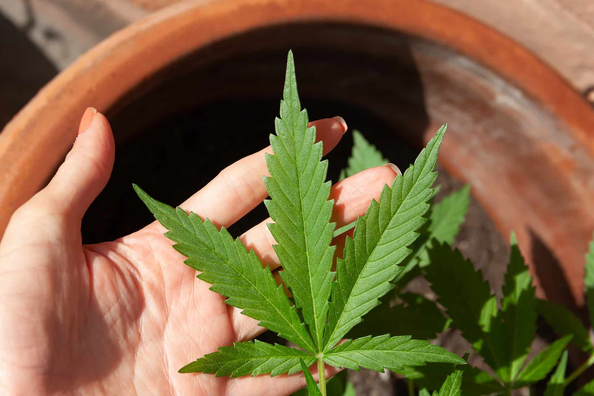 health benefits of marijuana - featured image