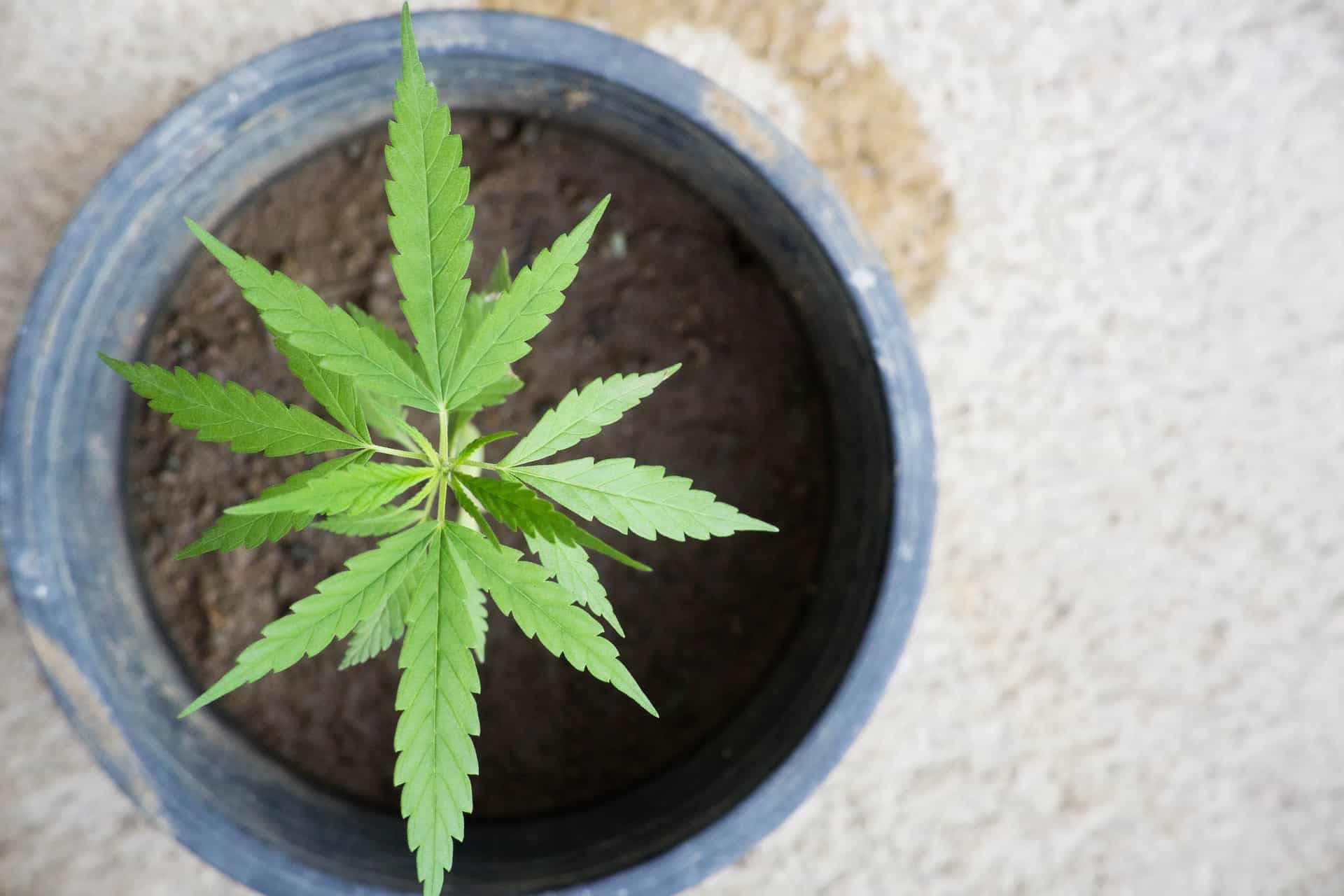 medical marijuana