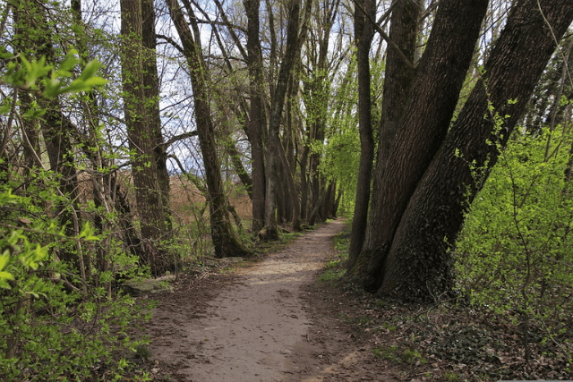 A clear path amidst the forest