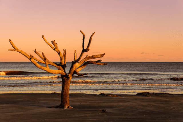 Thriving driftwood signifying acceptance of the past